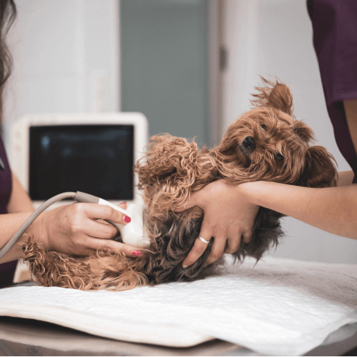Radiology & Ultrasound