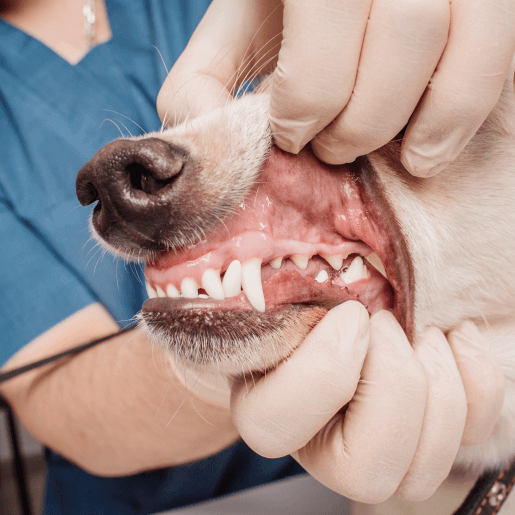 Dental Care